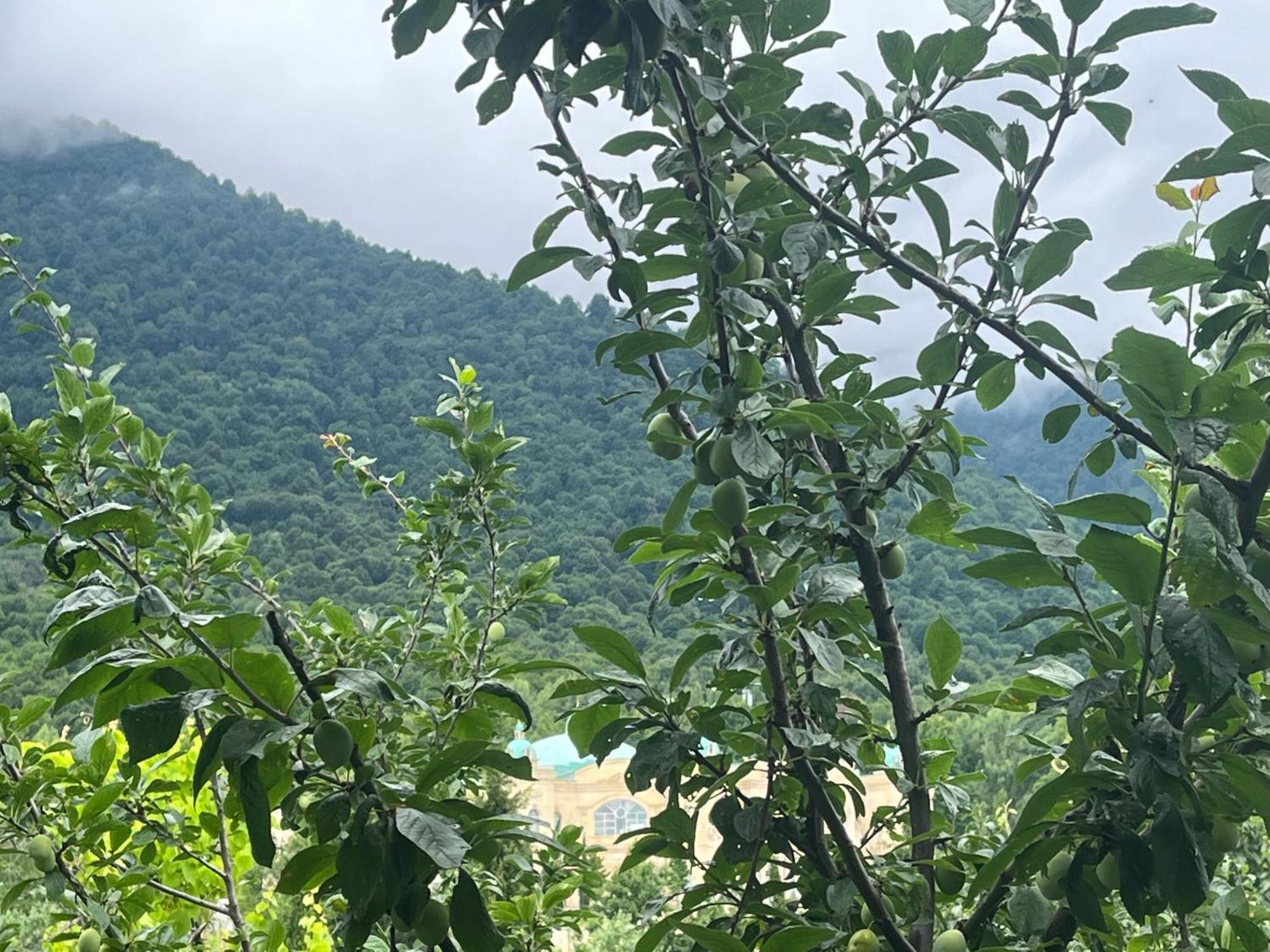 Panoramic Tufandag Family Apartment Gabala Luaran gambar